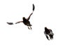 Close up Two Mynah Bird Flying and Jumping in The Air Isolated o Royalty Free Stock Photo