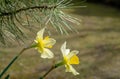 Close-up of two narcissus flowers in spring garden. Beautiful daffodils or jonquils. Picture from live nature Royalty Free Stock Photo