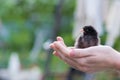 Close up two newborn black chicken on the hand of woman and on natural background Royalty Free Stock Photo