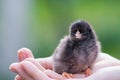 Close up two newborn black chicken on the hand of woman and on natural background Royalty Free Stock Photo