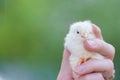 Close up two newborn yellow chicken on the hand of woman and on natural background Royalty Free Stock Photo
