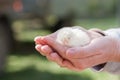 Close up two newborn yellow chicken on the hand of woman and on natural background Royalty Free Stock Photo