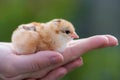 Close up two newborn yellow chicken on the hand of woman and on natural background Royalty Free Stock Photo