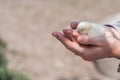 Close up two newborn yellow chicken on the hand of woman and on natural background Royalty Free Stock Photo