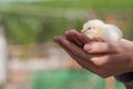 Close up two newborn yellow chicken on the hand of woman and on natural background Royalty Free Stock Photo