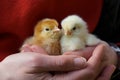 Close-up of two newborn yellow chickens on a woman`s hand Royalty Free Stock Photo