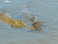 Close-up of two Nile crocodiles swimming in lake in East Africa on sunny day