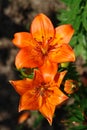 A close up of two orange lilies of the Ã¢â¬ËOrange PixieÃ¢â¬â¢ variety in the garden, top view Royalty Free Stock Photo