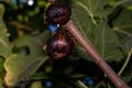 Close up of two overripe dark purple figs hanging on a tree branch with a dark background Royalty Free Stock Photo