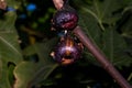 Close-up of two overripe dark purple figs hanging on a tree branch with a dark background Royalty Free Stock Photo