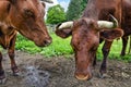 Close up of Two Oxen Royalty Free Stock Photo