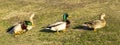 Close-up of two pairs of female and male mallard duck with drake on the river bank Royalty Free Stock Photo