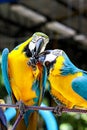 Close up two parrot yellow and blue feather mating with love kiss. Royalty Free Stock Photo