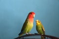 A close up of two parrots - budgie and rosy-faced lovebird, selective focus