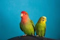 A close up of two parrots - rosy-faced lovebird and budgie sitting on the cage