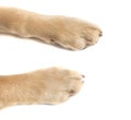 Close up on two paws of a golden retriever dog