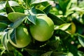 Two Perfectly Round Limes Basking In Sunlight And Hanging From The Tree