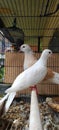 two pigeons in a cage that has not been cleaned Royalty Free Stock Photo