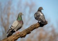 Close-up Two pigeons on tree in spring time sunny day