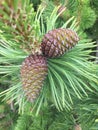 Two pine cones on pine tree branch Royalty Free Stock Photo