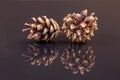 Two pine cones on black reflecting ground Royalty Free Stock Photo