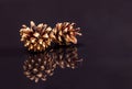 Two pine cones on black reflecting ground Royalty Free Stock Photo
