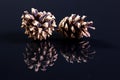 Two pine cones of black reflecting ground Royalty Free Stock Photo