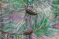 Close-up of two pinecones on branch in coniferous forest Royalty Free Stock Photo
