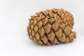 Close up of two pinecones on a white background Royalty Free Stock Photo