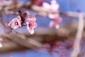 Close-up of two pink almond tree blossoms on almond branches and a blue sky background. Spring background Royalty Free Stock Photo