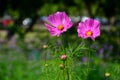 Close up of two pink Cosmos flower on branch blur background Royalty Free Stock Photo