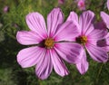 Close up pink cosmos flowers Royalty Free Stock Photo