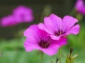 Pink Cranesbill Flowers Closeup