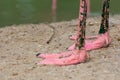 Close up of two pink feet of Flamingo bird standing on wet sand Royalty Free Stock Photo