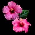 Close up of two pink hibiscus flowers, Hibiscus rosa-sinensis also known as Chinese hibiscus. Isolated on black background Royalty Free Stock Photo