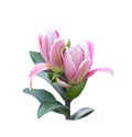 Two pink lilys bud begins blooming with green leaves isolated on white background ,  clipping path Royalty Free Stock Photo