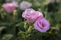 Close-up of two pink Lisianthus flowers. The soft pink rose flowers are blooming on a green background Royalty Free Stock Photo