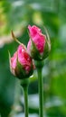 Close up  two pink rose buds with droplets and raindrops in summer garden Royalty Free Stock Photo