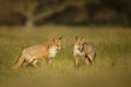 Close up of two playful Red foxes Royalty Free Stock Photo