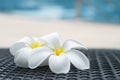 Close up two Plumeria or Frangipani flowers at a pool side Royalty Free Stock Photo