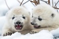 close-up of two polar bear cubs playing in the snow, their claws and teeth visible