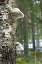 Close-up of two polypores on a birch tree Royalty Free Stock Photo