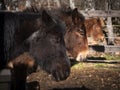 Close up of two ponies and a mule sleeping Royalty Free Stock Photo
