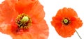 Close up of two poppies isolated on white background