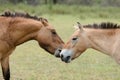 Close-up of two przewalski's horses' faces on summer grass background