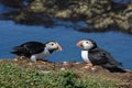 Close up of two puffins resting on Isle of Lunga Hebrides Royalty Free Stock Photo