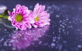 Close-up two purple chrysanthemums with water drops on glossy surface Royalty Free Stock Photo