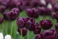 Close-up of two purple flowers in a garden Royalty Free Stock Photo