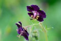 Purple geraniums in the garden