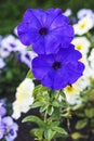Close-up of two purple Petunia flowers on green grass background Royalty Free Stock Photo